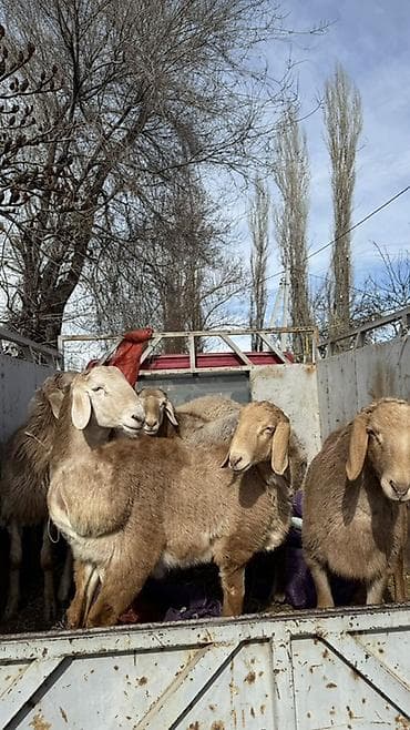 Продаю | Баран (самец) | Арашан | Для разведения | Ярка at lalafo.kg Продаю | Баран (самец) | Арашан | Для разведения | Ярка