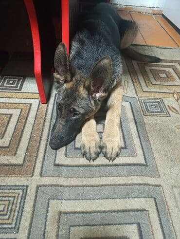 Шкафы для трансформатора: Немецкая овчарка – щенок - Порода: немецкая овчарка (классический — 2