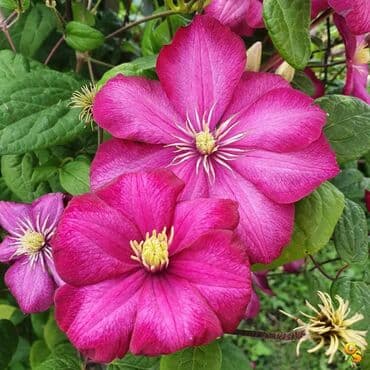 комнатные растения в бишкеке купить цена оптом и в розницу: Клематисы!!! В наличии, 5 сортов: - Multi Blue ( Мульти Блю) - Ville — 5