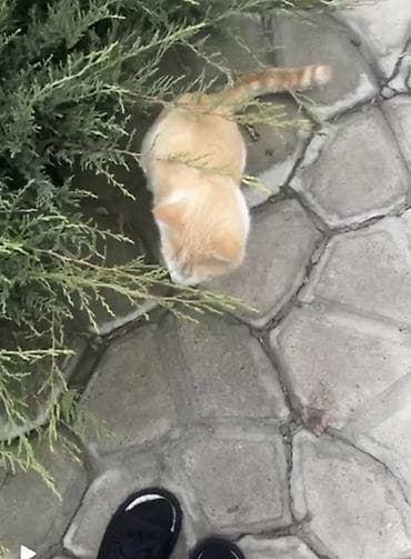 Услуги ветеринара: Кошка даром: Беспородная, 2 года, Мальчик, Кастрирована, Проглистована — 2