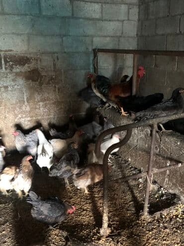 продажа домашних кур: Продаю | Куры | Домашняя | Для разведения — 2