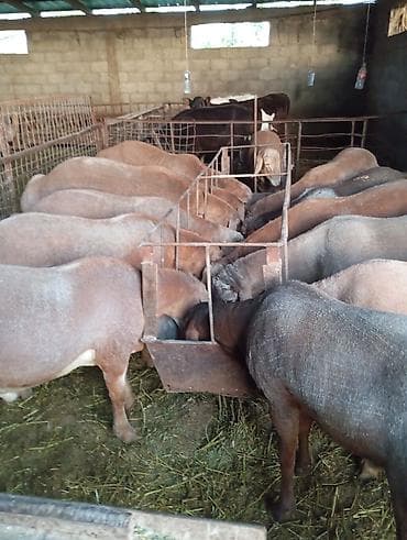 кант тай: Продаю | Овца (самка) | Для разведения | Племенные — 1