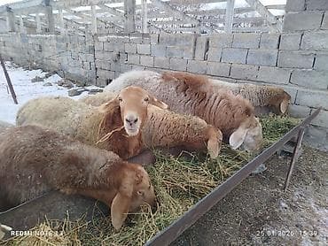 овцы дорпер купить: Продаю | Овца (самка) | Для разведения — 3