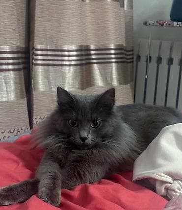 купить мейн кун: Пушистый серый кот с длинной шерстью и выразительными жёлтыми глазами — 4