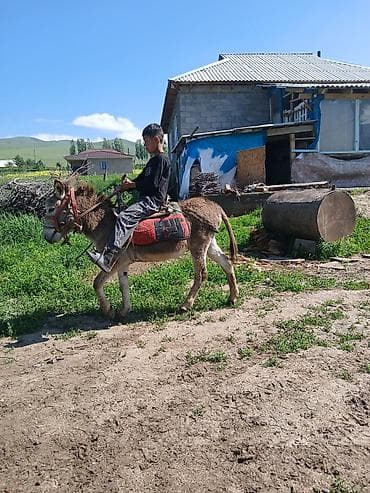 Үй жаныбарлары: Осёл с упряжью для верховой езды - Аккуратный, компактный осёл — 6