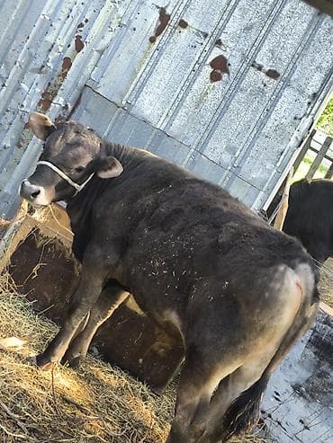 английская чистокровная: Продаю | Бык (самец) | Полукровка | На откорм | Привязанные — 4