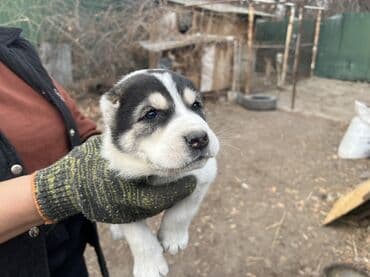 овес купить в бишкеке: Алабай, 2 месяца, Самка, С прививкой, С родословной — 4