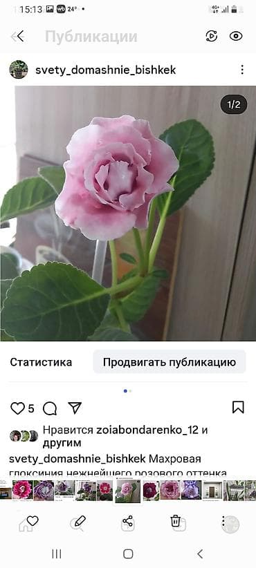 Комнатные растения: Глоксинии сортовые махровые, колокол.250-350сом. Так же имеется — 7