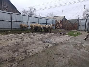 продаю ягненка: Продаю | Баран (самец) | Полукровка | Для разведения | Осеменитель — 9