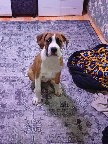 немецкая овчарка щенки цена: Боксёр, 3 месяца, Самка — 1