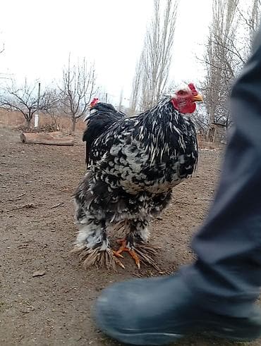 фазан ош: Птицы — 2