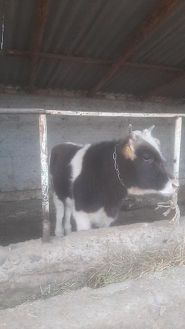 куплю собаку чихуахуа: Продаю | Бык (самец) | На откорм | Привязанные — 2