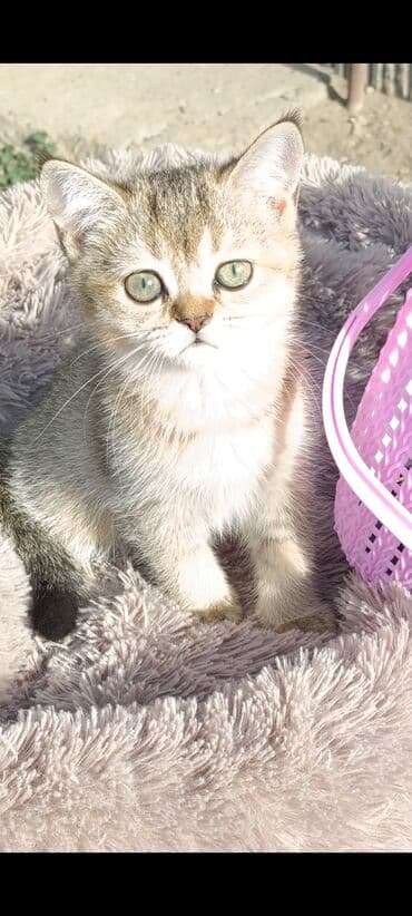 кошка черная: Скотиш Страйт (Шотландская прямоухая), 2 месяца, Девочка, Золотая шиншилла, Приучена к лотку, Проглистована — 4