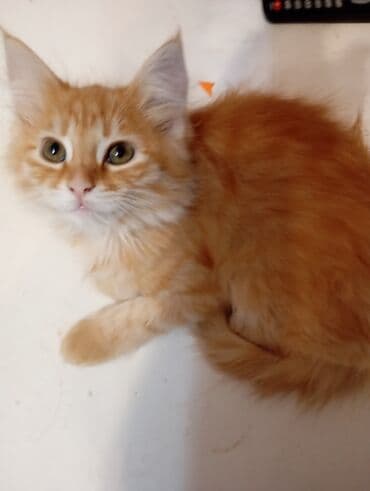 рэгдолл купить: Очаровательные котята-долгожители домашнего уюта! - Возраст: примерно — 2