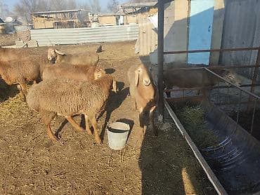 собака для охраны: Продаю | Баран (самец) | Арашан | Для разведения | Племенные — 4