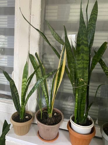 облепиха саженцы: Сансевие́рия 
Высота 70см — 1