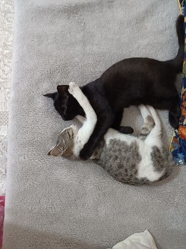 купить породистых котят: Котята домашние, ласковые и аккуратные. От паразитов обработаны,к — 7