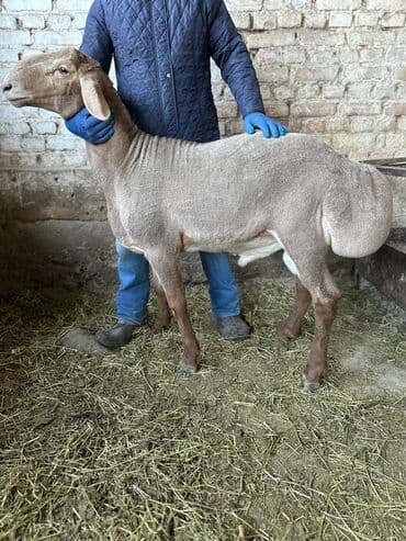 продаю в связи с переездом: Продаю | Баран (самец) | Арашан | Для разведения | Осеменитель — 11