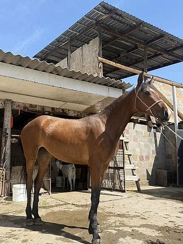 кой кыркан машнка: Продаю | Кобыла (самка) — 1