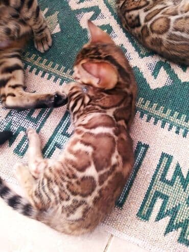 леопардовая кошка цена: Бенгальские котята !!! домашние. мини леопардики. Друзья у нас — 25