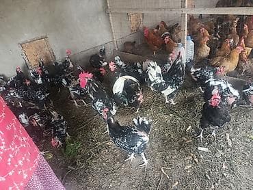 индюки оптом: Продаю | Куры | Для разведения — 7