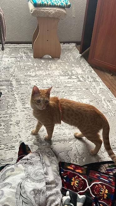 кара мышык: Рыжий домашний кот с классическим табби-окрасом. Короткая, плотная — 4