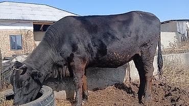 Башка жаныбарлар: Сатам | Уй (ургаачы) | Көбөйтүү үчүн | Бооз — 1