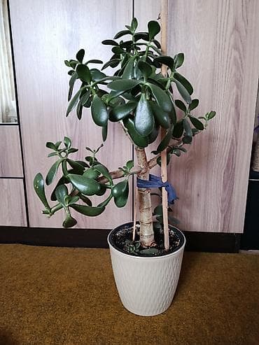 дешевые цветы в бишкеке: Комнатные растения (несколько вариантов на выбор): 1) Алоэ (крупный — 2