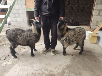 декоротивные куры: Продаю | Козлёнок | Для разведения — 2