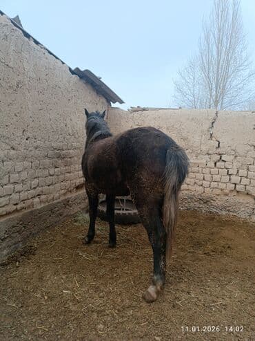 гончая собака: Продаю | Жеребец | Рабочий — 3