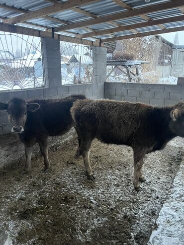 гриз бар цпляат: Продаю | Тёлка | На откорм, Для разведения, Для молока — 8