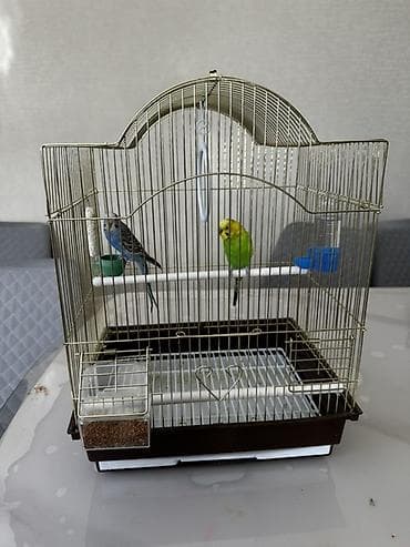 зоомагазин бишкек птицы: Клетка с волнистыми попугайчиками с полным базовым набором — 2
