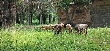 тай ургачи: Продаю | Овца (самка) | Для разведения | Матка — 6
