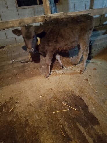 Иттер: Сатам | Музоо | Бордоп семиртүү үчүн | Байланган — 2