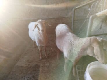 купить собаку доберман в бишкеке: Продаю | Ягненок | Для разведения | Племенные — 1