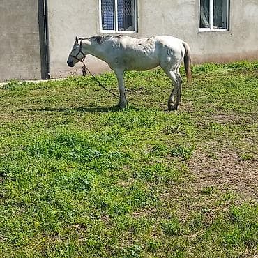 конь рабочий: Продаю | Жеребец — 2