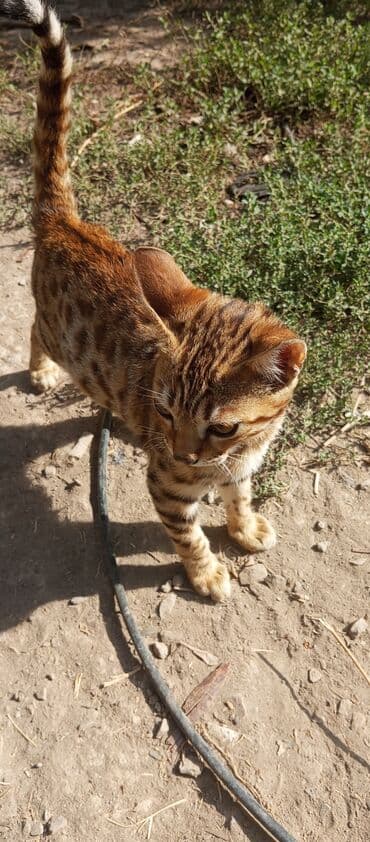 котята норвежской лесной кошки: Бенгальская, 6 месяцев, Девочка, Рыжий — 2