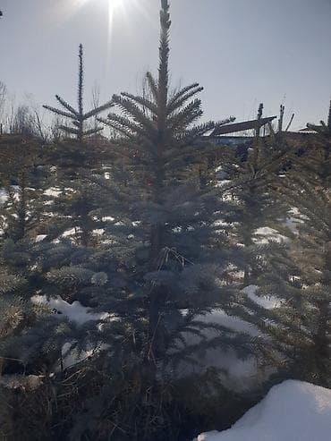 Үй жана бакча: Ель голубая (Picea pungens) — декоративные саженцы с плотной — 3