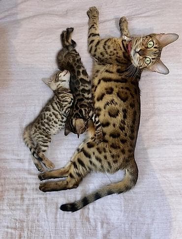 коты бенгальские: Бенгальская, 4 года, Девочка, Золотая шиншилла, Приучена к лотку — 1