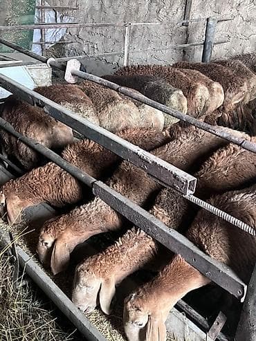 animal pack: Продаю | Баран (самец) — 6