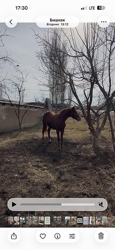 скот обмен: Продаю | Жеребец | Дончак — 2