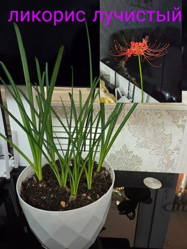 садовые украшения: Комнатные растения в кашпо 1) Фаленопсис (орхидея) — белые крупные — 29