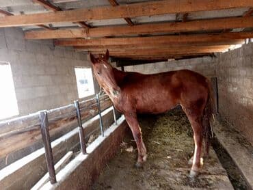 красный речка: Сатам | Бээ (ургаачы) — 1