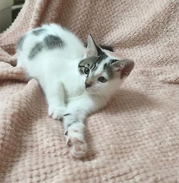рыжие котята бесплатно: 2 месяца, Девочка, Приучена к лотку — 2