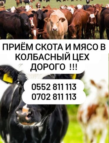 корма для сх животных: Куплю | Коровы, быки, Лошади, кони | Любое состояние, Забитый — 1
