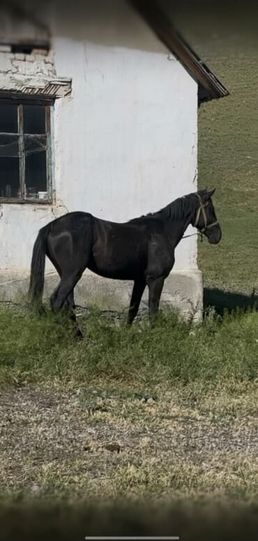 сколько стоит померанский шпиц в бишкеке: Продаю | Конь (самец), Жеребец | Полукровка, Дончак, Английская | Для разведения, Конный спорт | Племенные, Осеменитель — 1