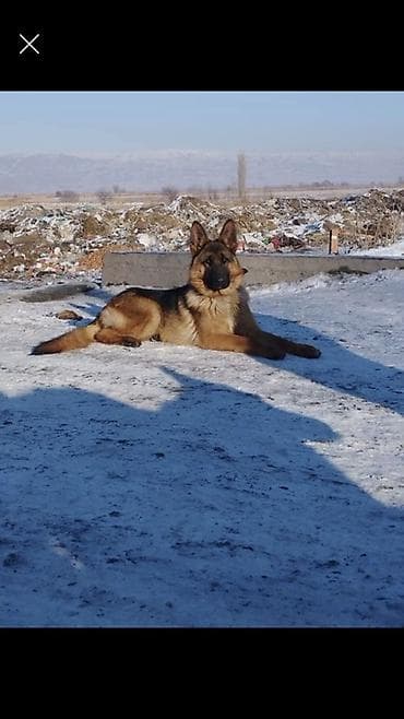 Немецкая овчарка, классический окрас (черно-рыжий), крепкий костяк