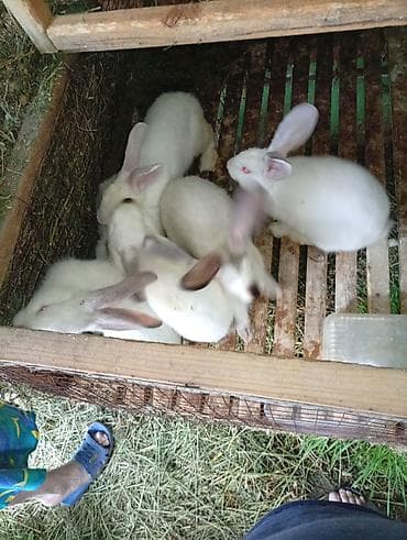Продаю | Крольчата | Калифорнийская | Для разведения — 6