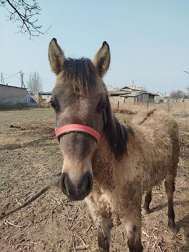 Продаю | Жеребенок at lalafo.kg Продаю | Жеребенок