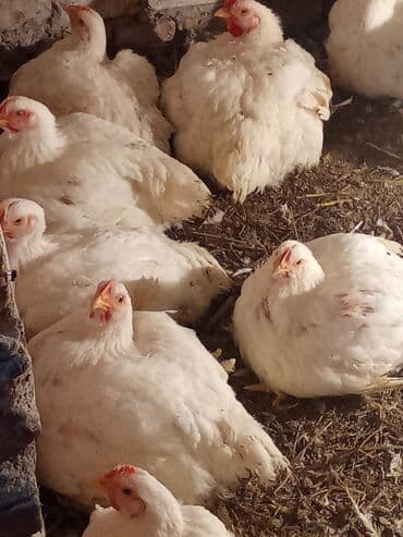 дом попугая: Продаю | Цыплята | Бройлерная | На забой — 4
